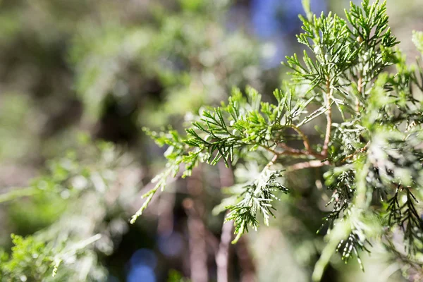 Hermosa rama de una thuja en la naturaleza — Foto de Stock