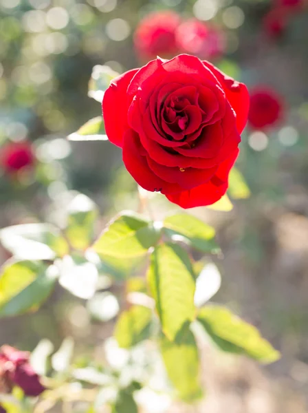Червона троянда в парку на природі — стокове фото
