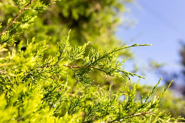 Bello ramo di un thuja su natura — Foto Stock