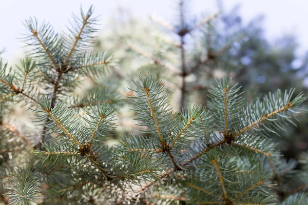 Zweig blauer Weihnachtsbaum in der Natur — Stockfoto