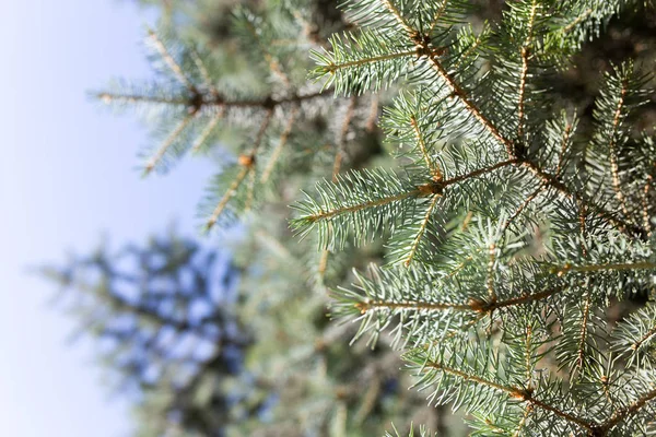 Oddział blue Christmas tree w przyrodzie — Zdjęcie stockowe