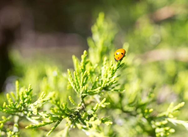 Bello ramo di un thuja su natura — Foto Stock