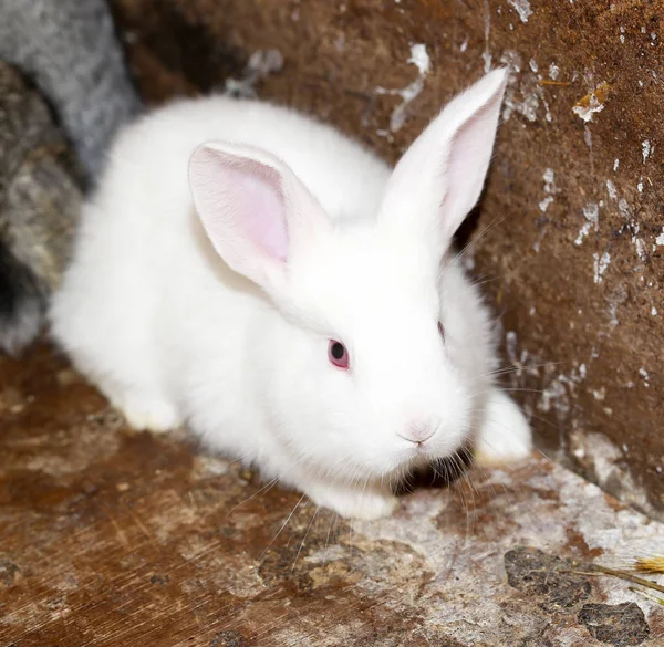 Pequeno coelho branco na fazenda — Fotografia de Stock