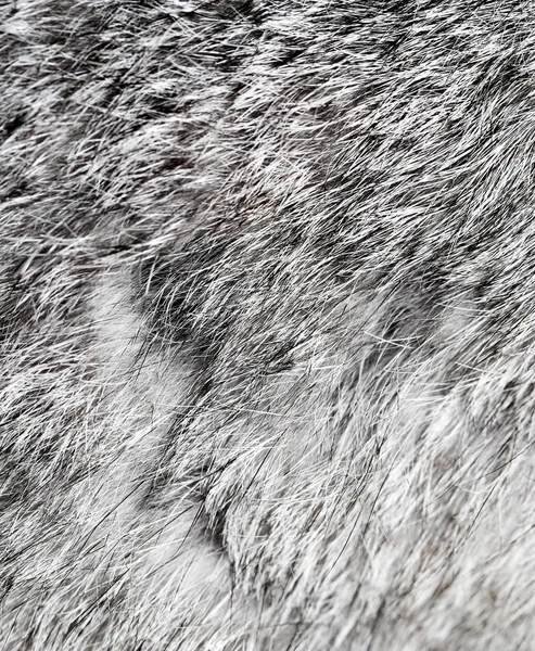 Gray rabbit fur as background — Stock Photo, Image