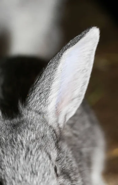 Hermoso conejo en la granja —  Fotos de Stock