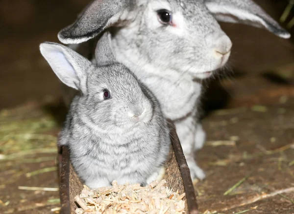 Belo coelho na fazenda — Fotografia de Stock