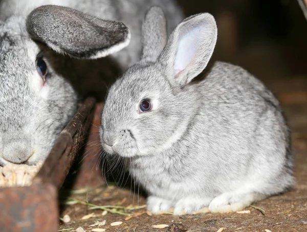 Krásný králík na farmě — Stock fotografie