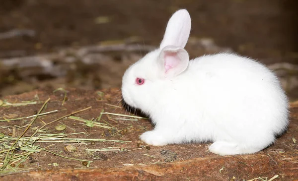 Pequeno coelho branco na fazenda — Fotografia de Stock