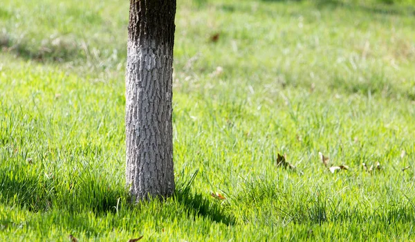 Crohns Baum im Park im Frühjahr — Stockfoto