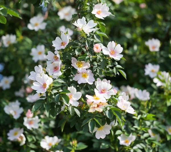 Vackra blommor på busken utomhus — Stockfoto