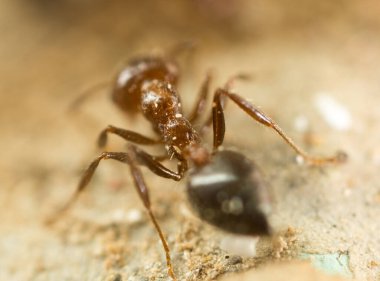 Doğadaki küçük karınca. Süper makro. Doğadaki parkta.
