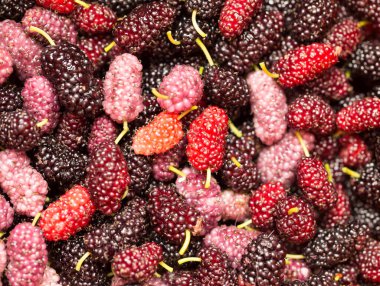 Arkaplan olarak dut ağaçları. makro .