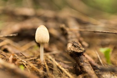 Doğadaki ormanda mantar. Doğadaki parkta.