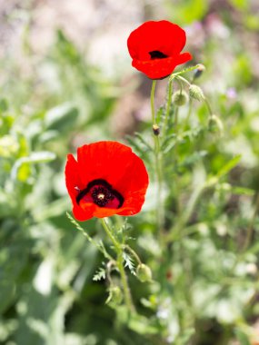 tarlada kırmızı haşhaş çiçeği. Doğadaki parkta.