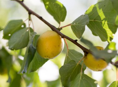 Olgun kayısılar doğada ağaçta. .