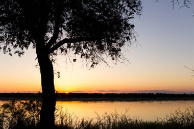 Günbatımı arka planında, nehirdeki ağaç silueti. .