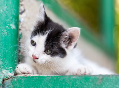 Doğada güzel küçük bir kedi yavrusu. Doğadaki parkta.