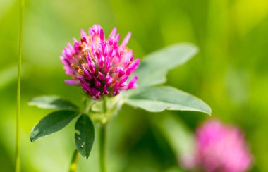 Doğada kırmızı yonca çiçeği. Doğadaki parkta.