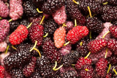 Arkaplan olarak dut ağaçları. makro .