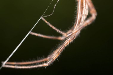 Örümcek doğada. Makro. Doğadaki parkta.
