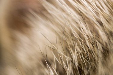 Arka plan olarak kedi tüyü. Doku. Soyut bir dokunun fotoğrafı