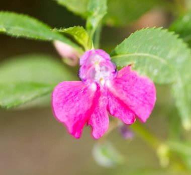 Doğadaki pembe çiçek. Doğadaki parkta.