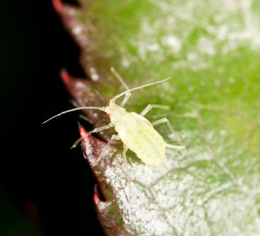 Bitkinin yaprak bitleri. Makro. Doğadaki parkta.