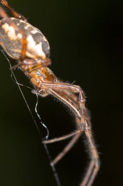 Örümcek doğada. Makro. Doğadaki parkta.