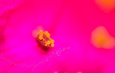 Kpasnom çiçeğindeki polen. Doğadaki parkta.