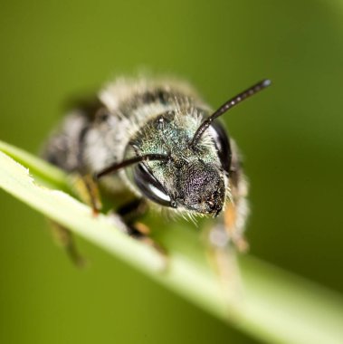 Doğadaki kara arı. Makro. Doğadaki parkta.