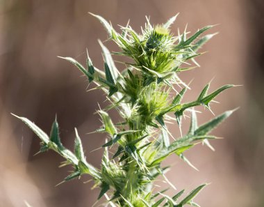 Doğada dikenli bitki. Doğadaki parkta.