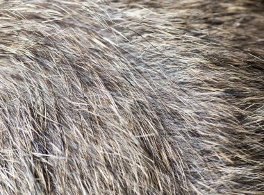 Arka plan olarak kedi tüyü. Doku. Fotoğraflar stüdyoda.