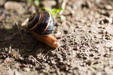Doğada yerde salyangoz var. Doğadaki parkta.