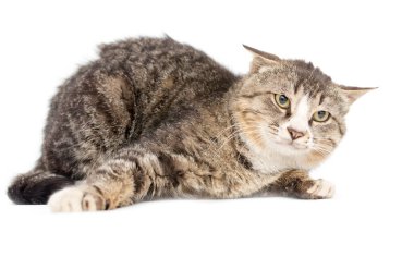 Beyaz bir arka planda kedi portresi. Fotoğraflar stüdyoda.