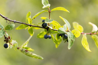 Doğada böğürtlen. Doğadaki parkta.