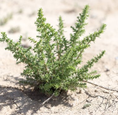 Arka planda yeşil dikenli çimenler .