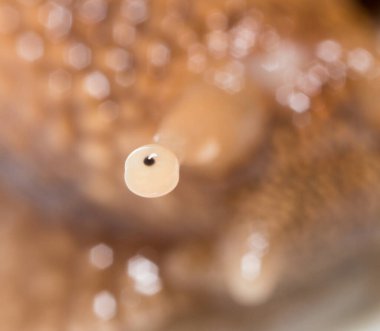 Göz salyangozu. Süper makro. Doğadaki parkta.