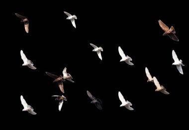 Siyah bir zemin üzerinde güvercin sürüsü .