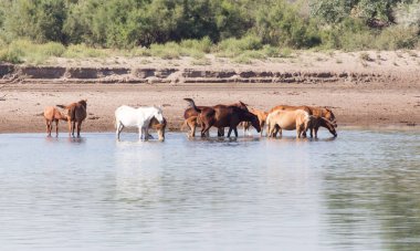 Nehirdeki at. Doğadaki parkta.