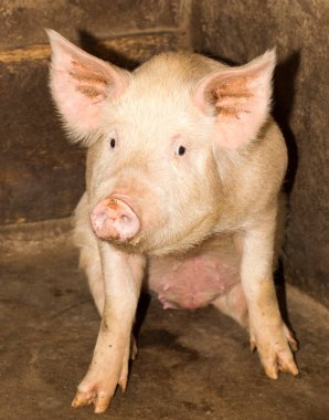 Domuz çiftliğinin portresi. Doğadaki parkta.