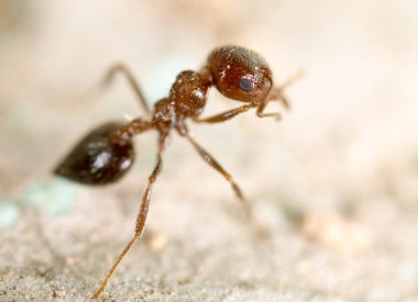 Doğadaki küçük karınca. Süper makro. Doğadaki parkta.
