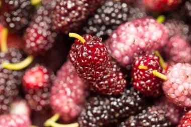 Arkaplan olarak dut ağaçları. makro .