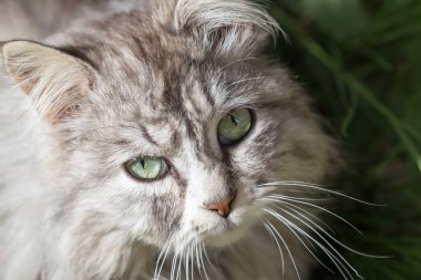 Doğadaki güzel bir kedinin portresi .