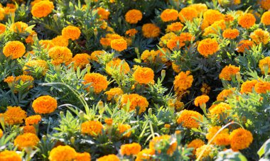 Doğada güzel bir portakal çiçeği. Doğadaki parkta.