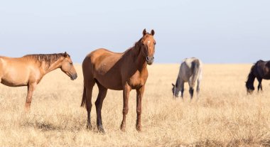 Çölde otlakta bir at. .
