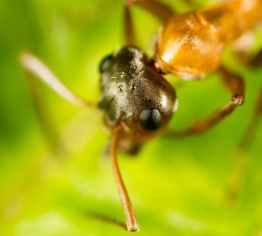 Yeşil yapraklı bir karınca. Makro. Doğadaki parkta.