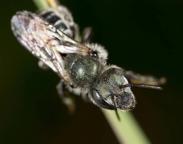 Svart Bie Mot Naturen Makro Parken Naturen – stockfoto