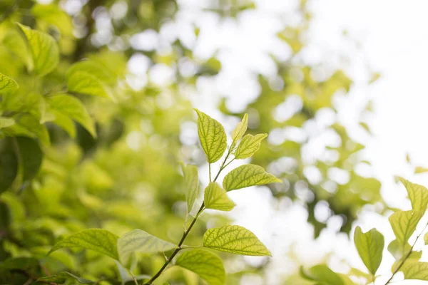 Folhas Verdes Árvore Natureza — Fotografia de Stock