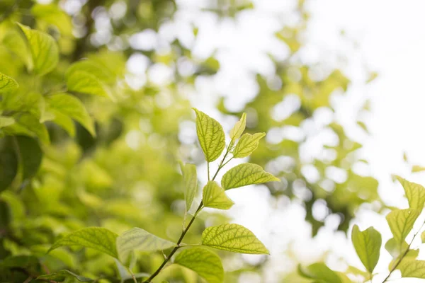 Feuilles Vertes Sur Arbre Dans Nature — Photo