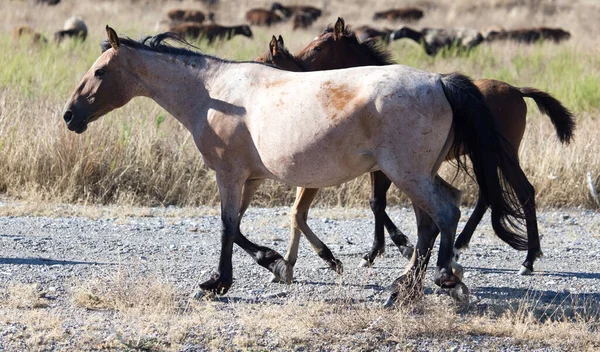 Cavalo Pasto Deserto — Fotografia de Stock